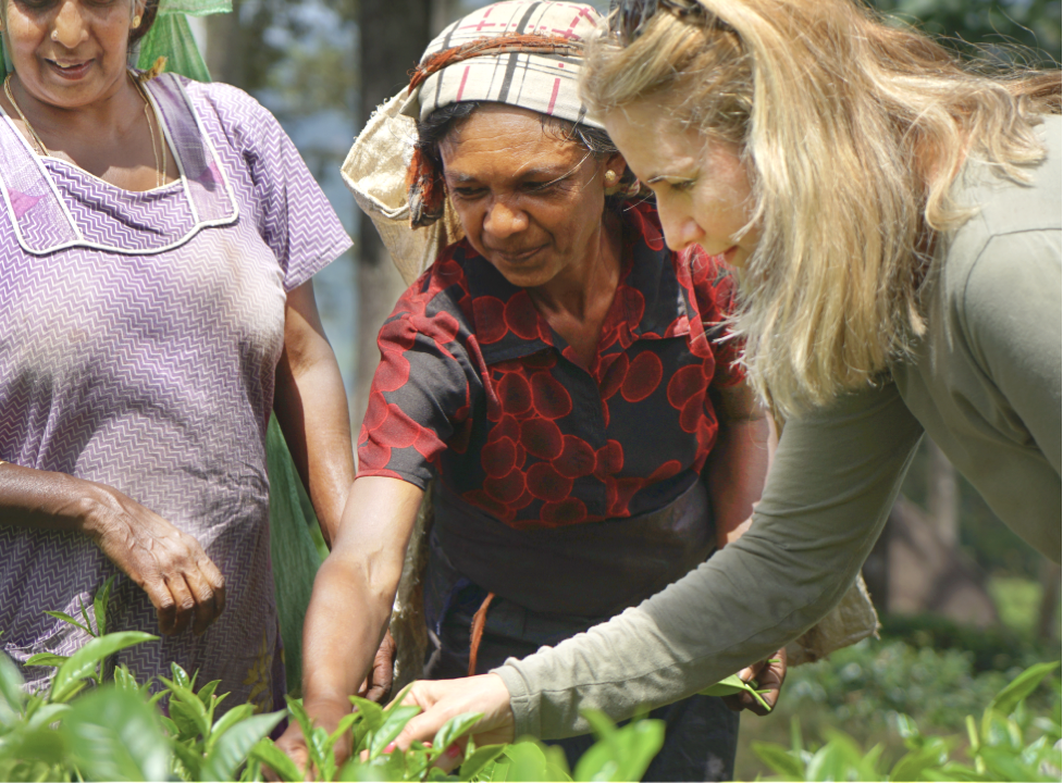 People looking at tea plants