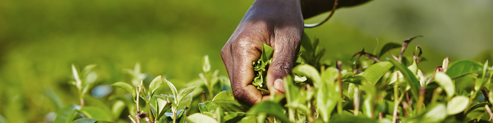 Picking planst on a field