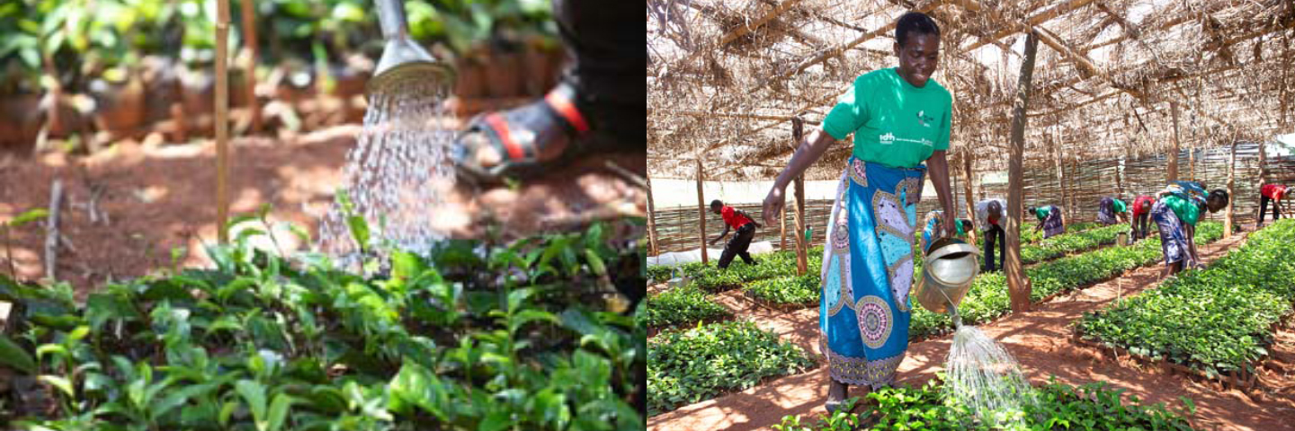 [Translate to English:] Arbeit auf der Teeplantage