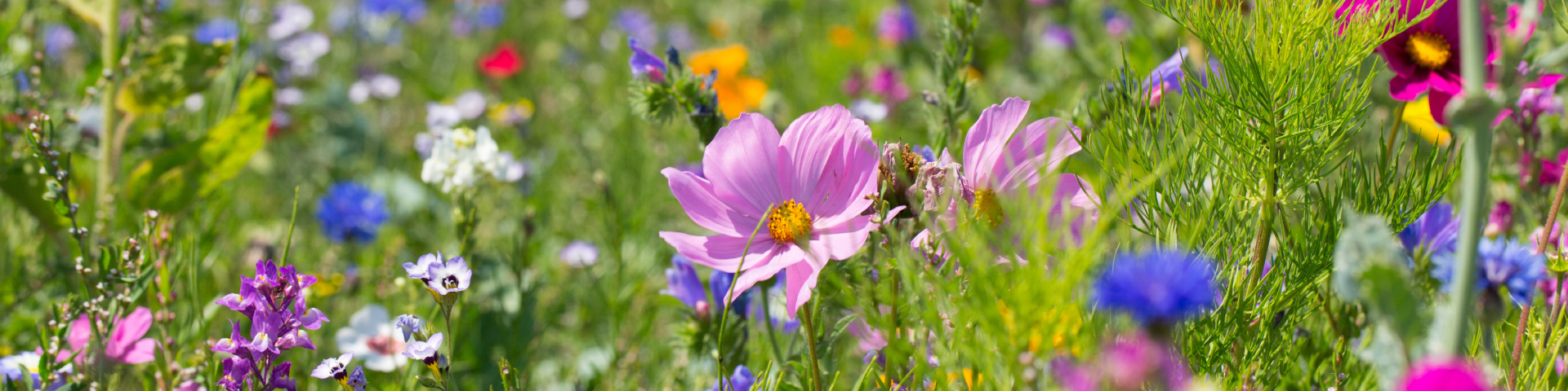 [Translate to English:] Blumenwiese